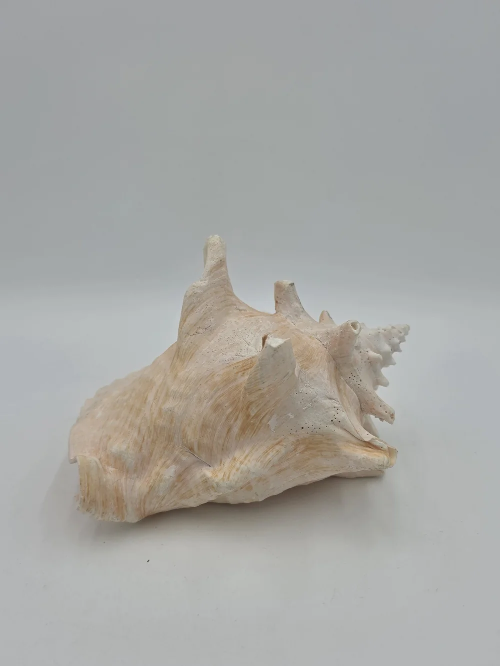 Queen Conch Shell – Large, Glossy Pink
